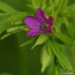 Geranium découpé