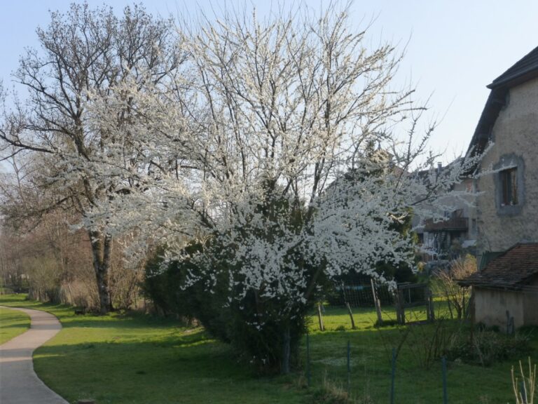 Le printemps