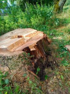 L'arbre présentait des signes de pourrissement de sa base.