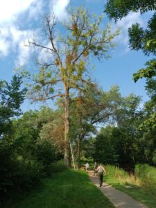 L'arbre à abattre.