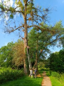 Mise en place de l'élingue attachée au treuil du tracteur, qui servira à guider l'arbre dans sa chute.