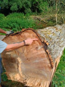 L'arbre présentait des signes de pourrissement de son tronc.