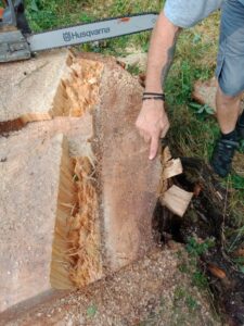 L'arbre présentait des signes de pourrissement de sa base.