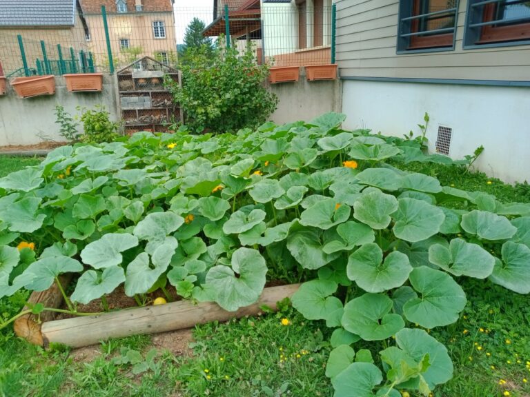 Les courges seront là pour la soupe d'hiver.