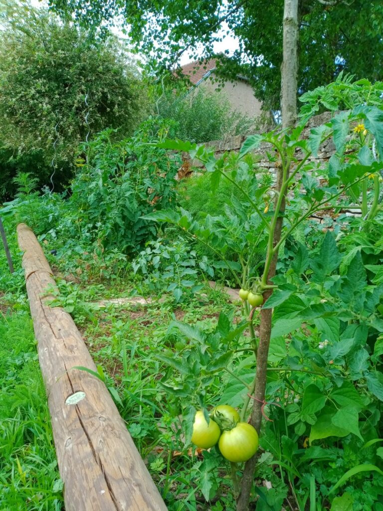 Les tomates bien avancées...